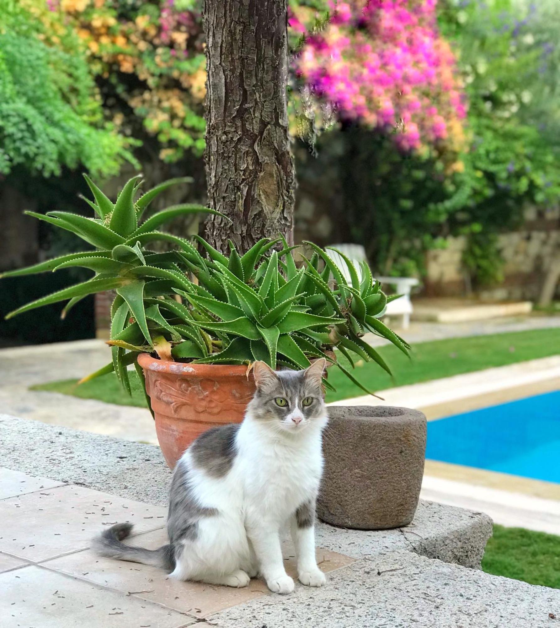 Alacati Zeytin Konak Hotel Εξωτερικό φωτογραφία