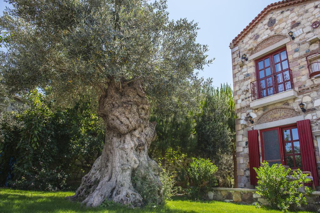 Alacati Zeytin Konak Hotel Εξωτερικό φωτογραφία
